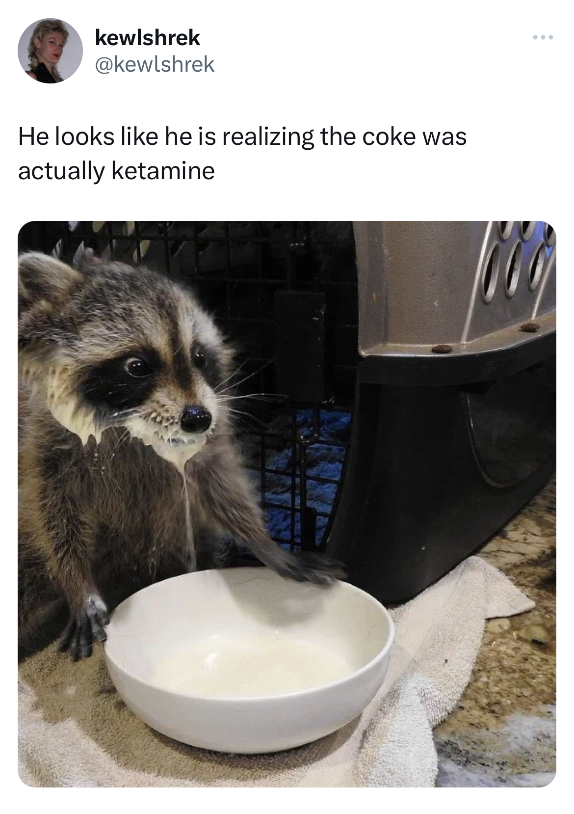 savage absurd tweets raccoon - kewlshrek He looks he is realizing the coke was actually ketamine