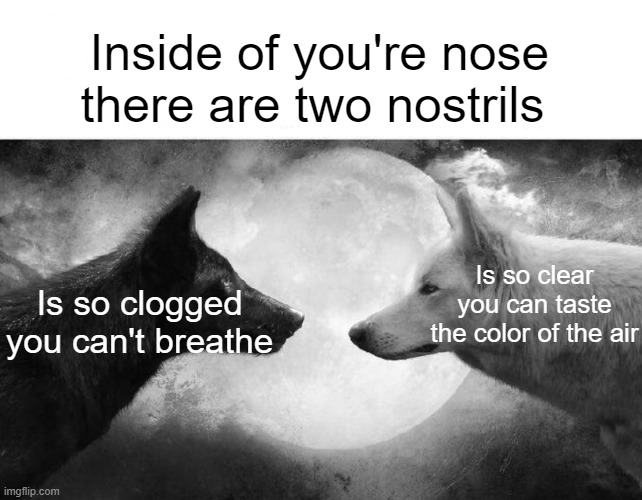 funny memes -  there are two wolves inside me - Inside of you're nose there are two nostrils Is so clogged you can't breathe imgflip.com Is so clear you can taste the color of the air