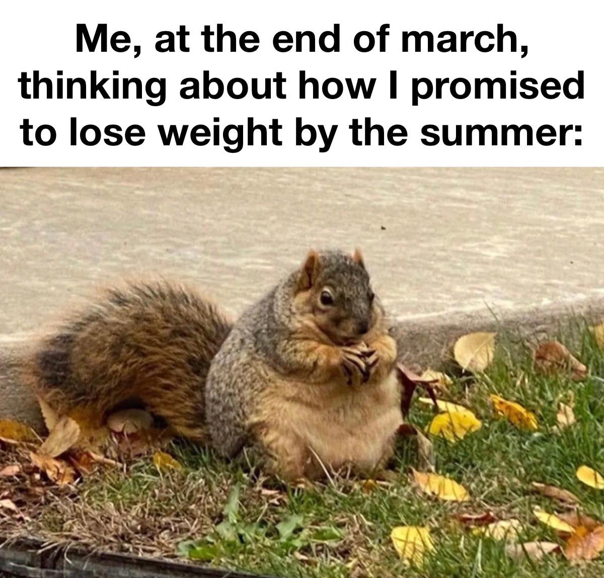 funny memes -  fauna - Me, at the end of march, thinking about how I promised to lose weight by the summer