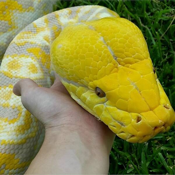 cool random pics - reticulated python yellow