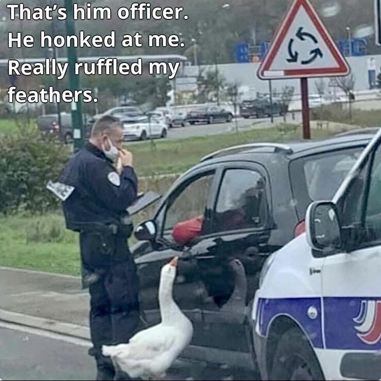 monday morning randomness - Photograph - That's him officer. He honked at me. Une f Really ruffled my feathers. 55