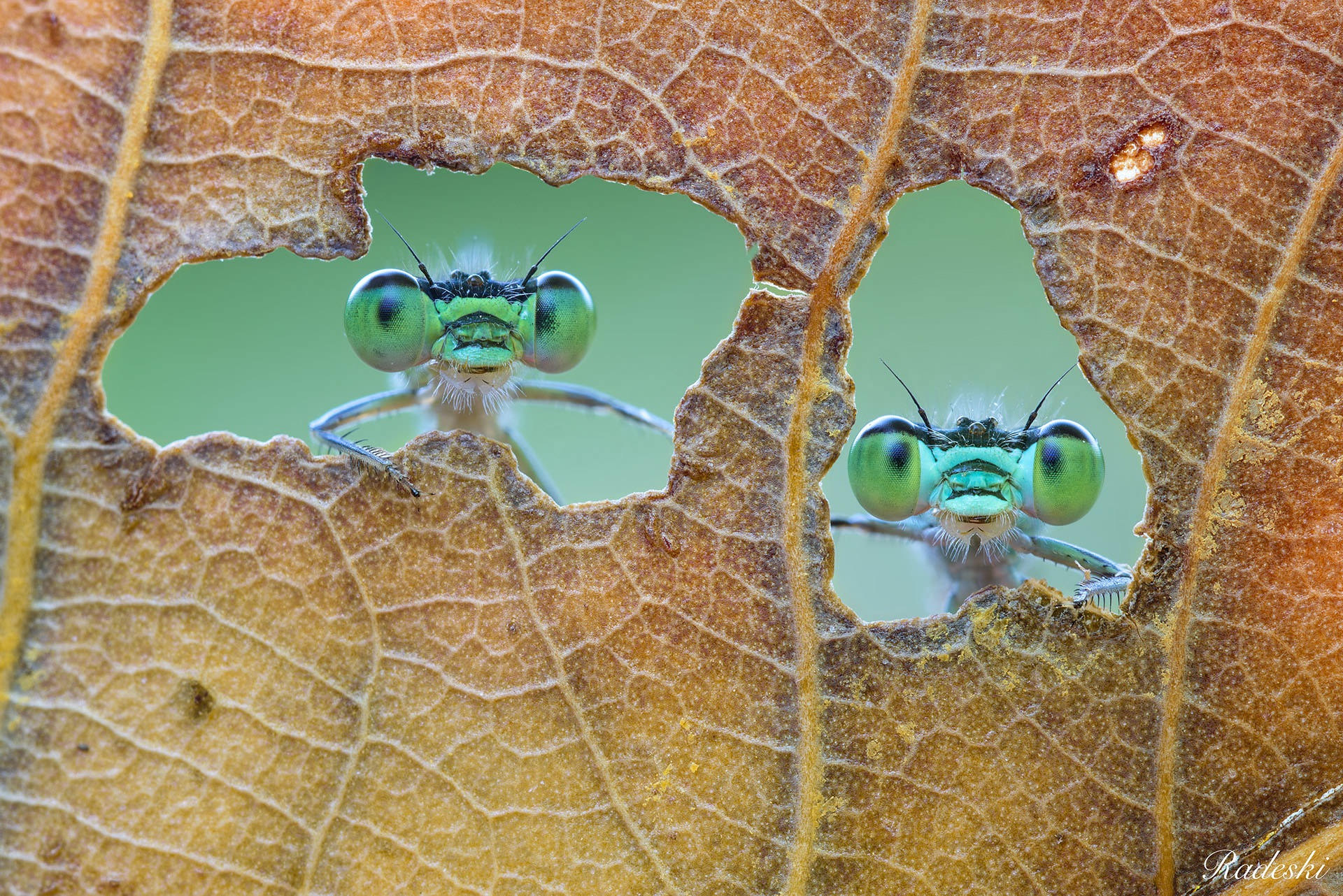monday morning randomness - bugs looking through leaf holes - Radeshi