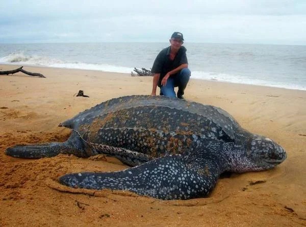 absolute units - saltwater leatherback turtle