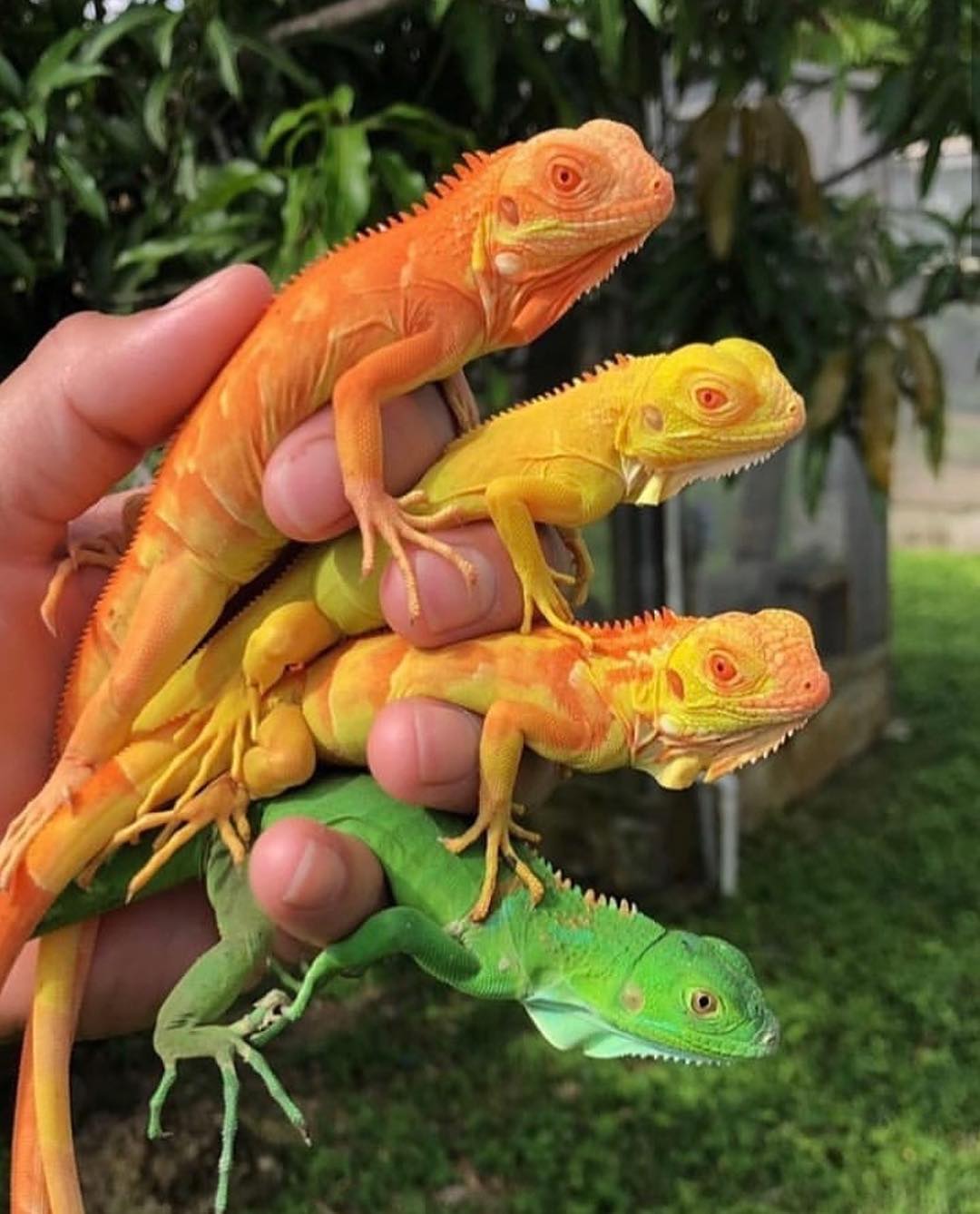 dank memes and pics - iguanas de colores