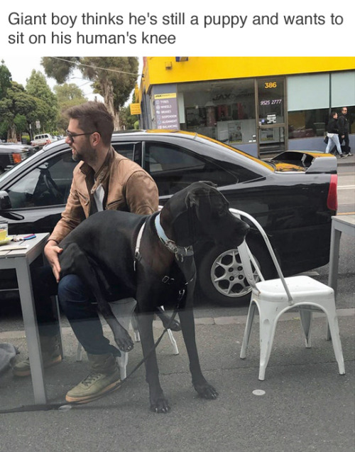 dank memes and pics - dog - Giant boy thinks he's still a puppy and wants to sit on his human's knee 386