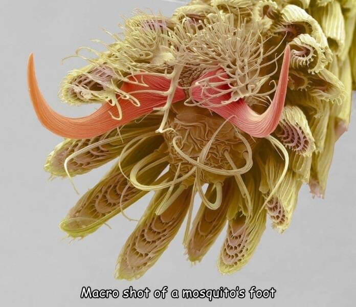 cool random pcis - mosquito foot magnified - Macro shot of a mosquito's foot