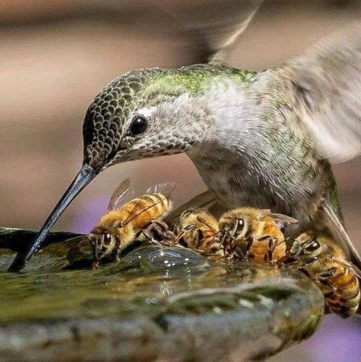cool random pcis - bird and bees drink water -