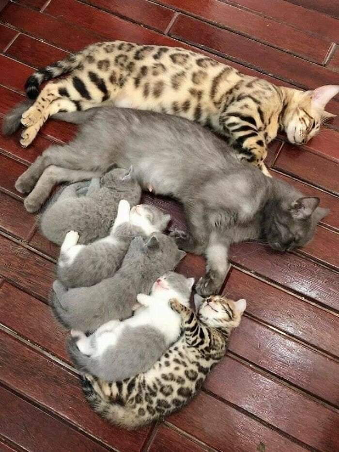 A Feline Family Photo.