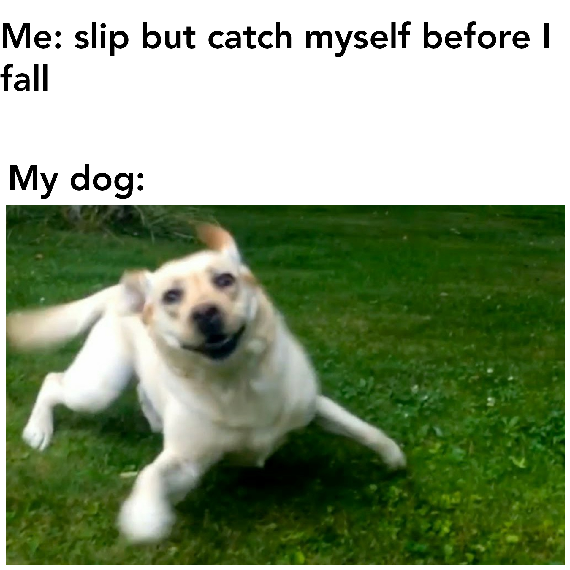 funny memes and pcis - dog - Me slip but catch myself before I fall My dog