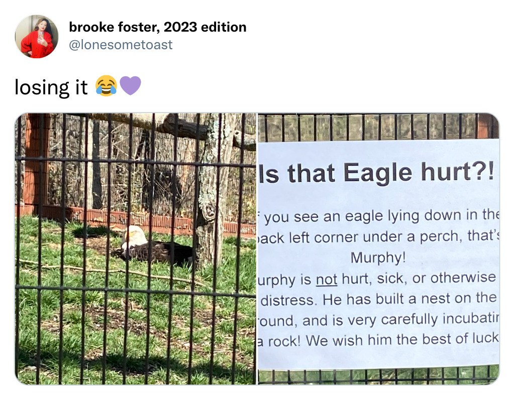 dank memes - fence - brooke foster, 2023 edition losing it Is that Eagle hurt?! you see an eagle lying down in the ack left corner under a perch, that's Murphy! urphy is not hurt, sick, or otherwise distress. He has built a nest on the ound, and is very c