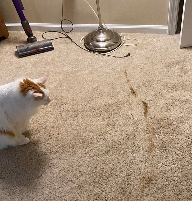 “Nothing wakes you up like your cat scooting across the floor at 7:30 AM.”