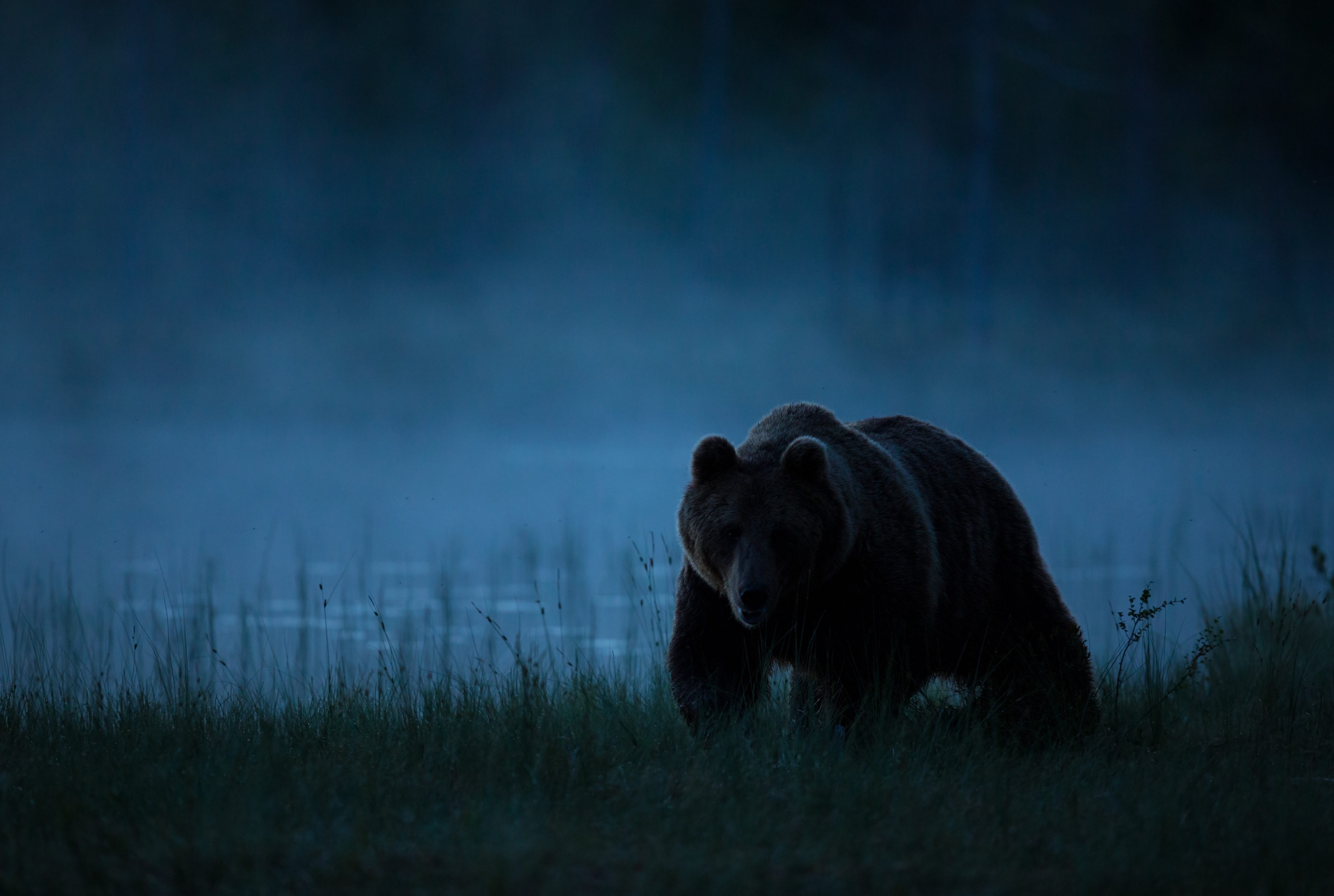 terrifying stories from the woods - brown bear at night
