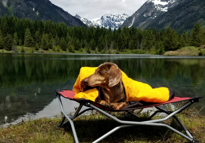terrifying stories from the woods - dog camping gear