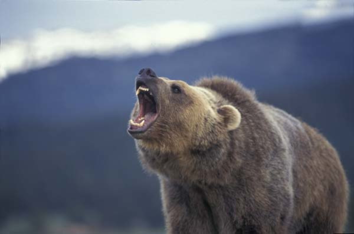 terrifying stories from the woods - grizzly bear roaring