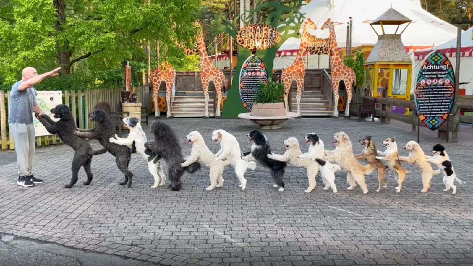 cool pics and photos - most dogs in a conga line