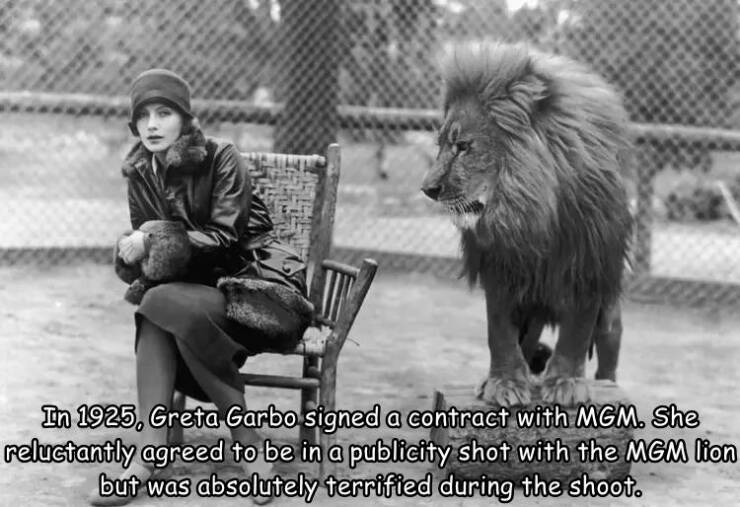 random pics and photos - greta garbo mgm lion - In 1925, Greta Garbo signed a contract with Mgm. She reluctantly agreed to be in a publicity shot with the Mgm lion but was absolutely terrified during the shoot.