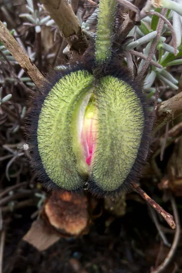 Don't stick your penis - flora