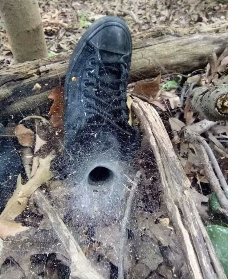Don't stick your penis - spider nest in a shoe