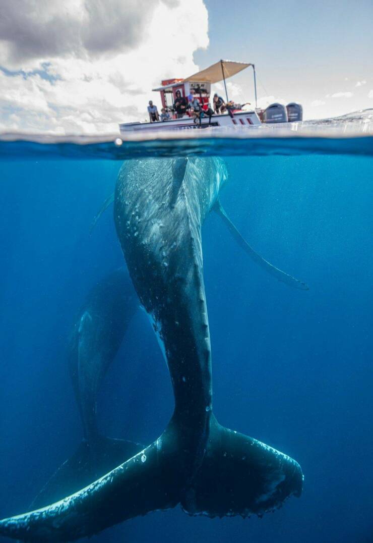 cool random pics - whales under a boat