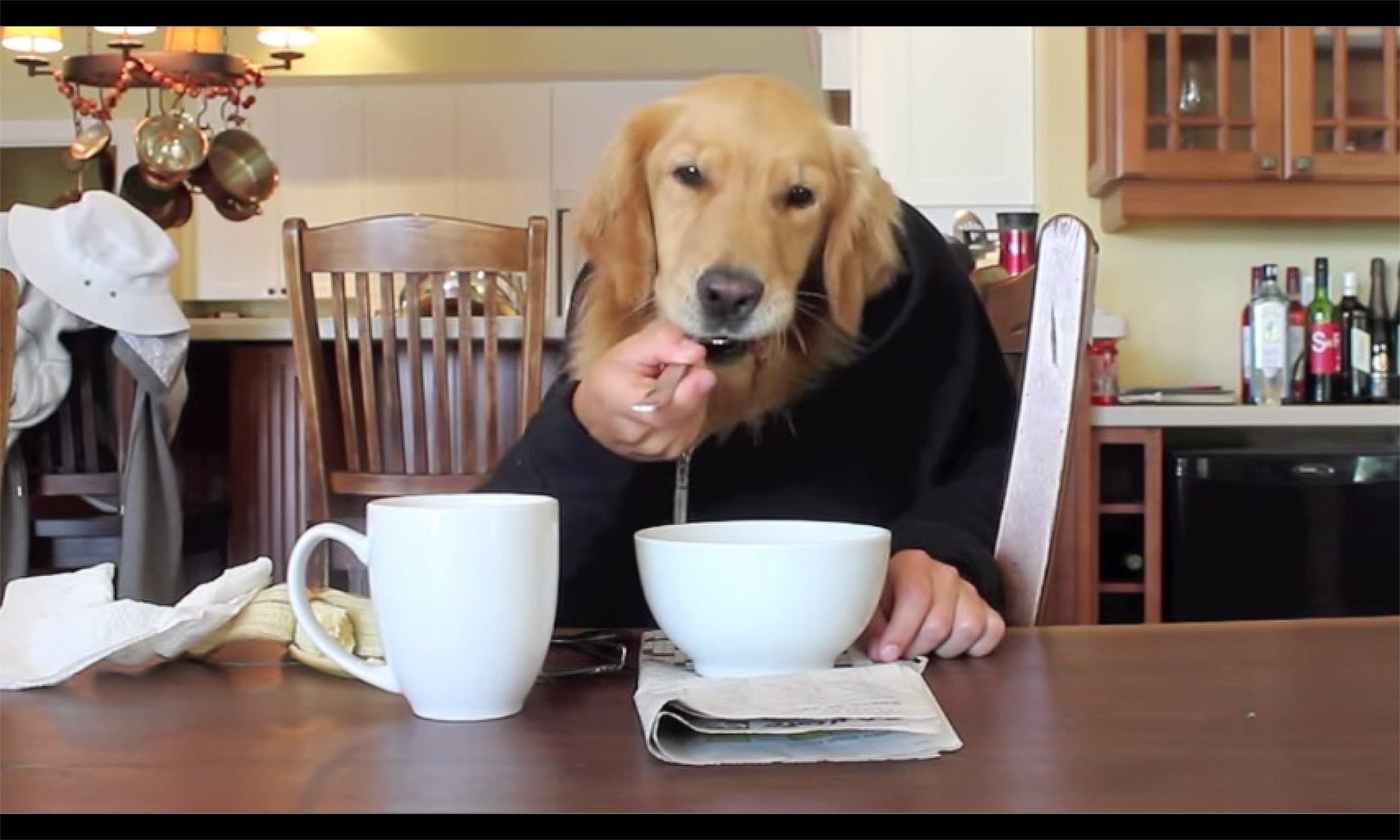 Impossible would you rather questions - dog eating at table with human hands -