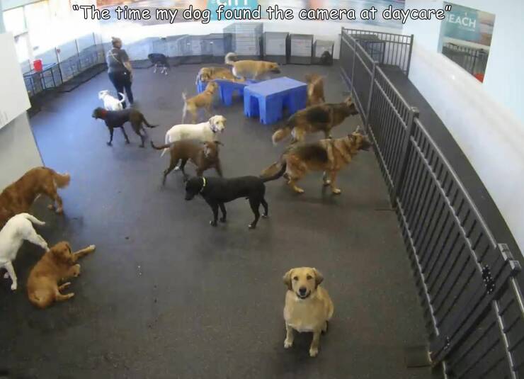 fun random pics - dog - "The time my dog found the camera at daycare Each