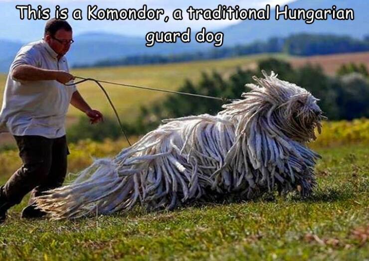 cool random pics - hungarian sheep dogs - This is a Komondor, a traditional Hungarian guard dog