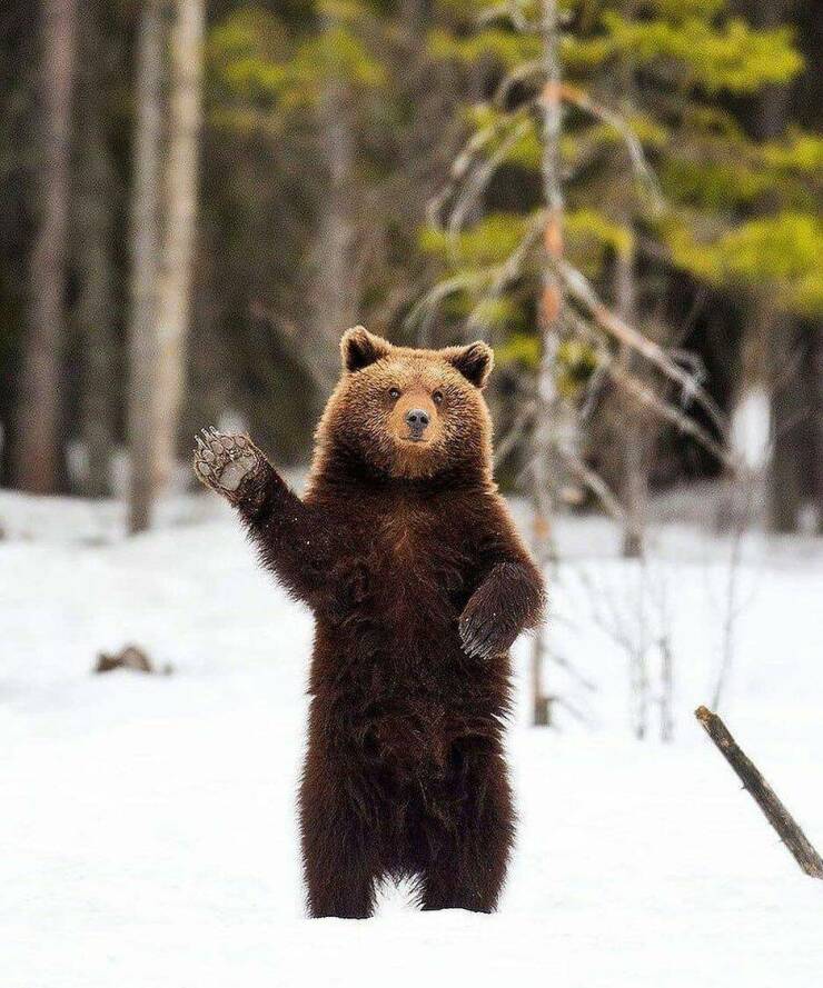 monday morning randomness - grizzly bear