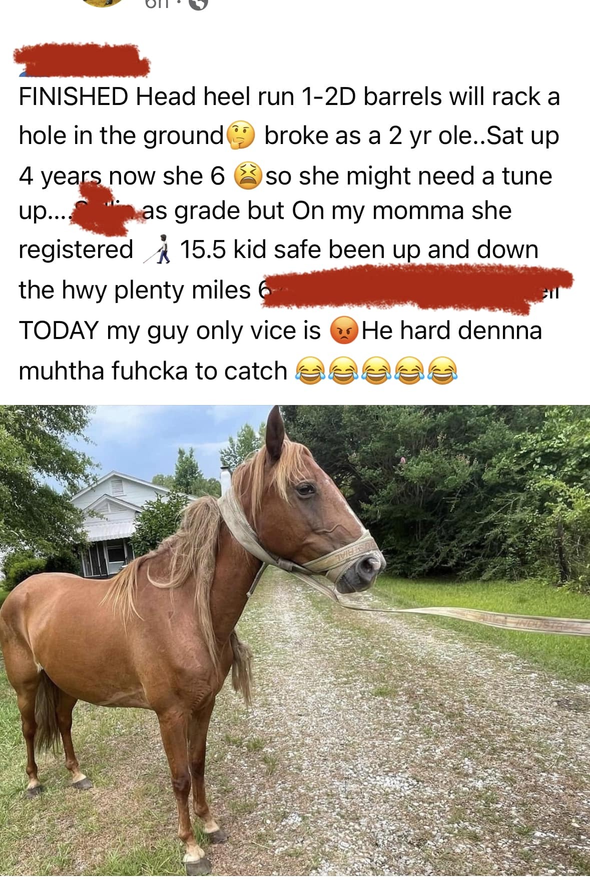 fucked up tumblr horses - fauna - Finished Head heel run 12D barrels will rack a hole in the ground 4 years now she 6 broke as a 2 yr ole..Sat up so she might need a tune as grade but On my momma she up.... registered 15.5 kid safe been up and down the hw