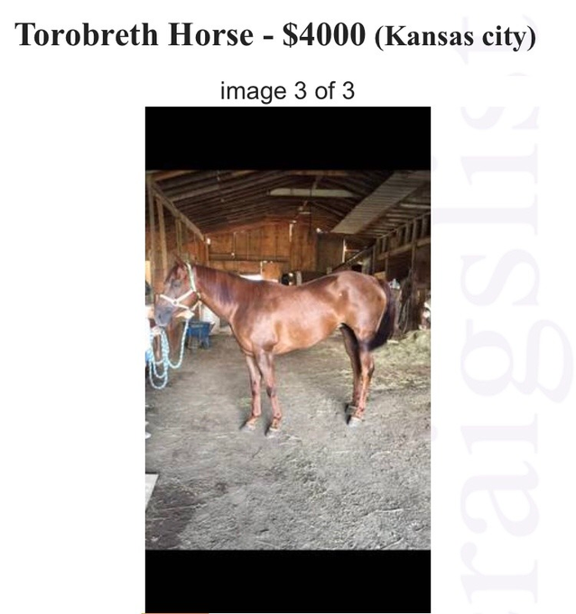 fucked up tumblr horses - fauna - Torobreth Horse $4000 Kansas city image 3 of 3 Sijssiei
