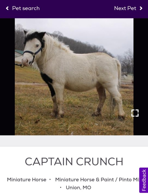 fucked up tumblr horses - fauna -  Captain Crunch Miniature Horse Miniature Horse & Paint Pinto Mi Union, Mo Feedback