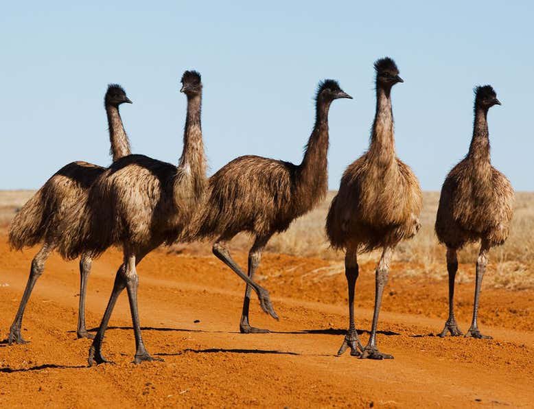 wtf facts - In 1932, the Australian Army went to war against a mob of emus that were destroying farmland. The Army lost.