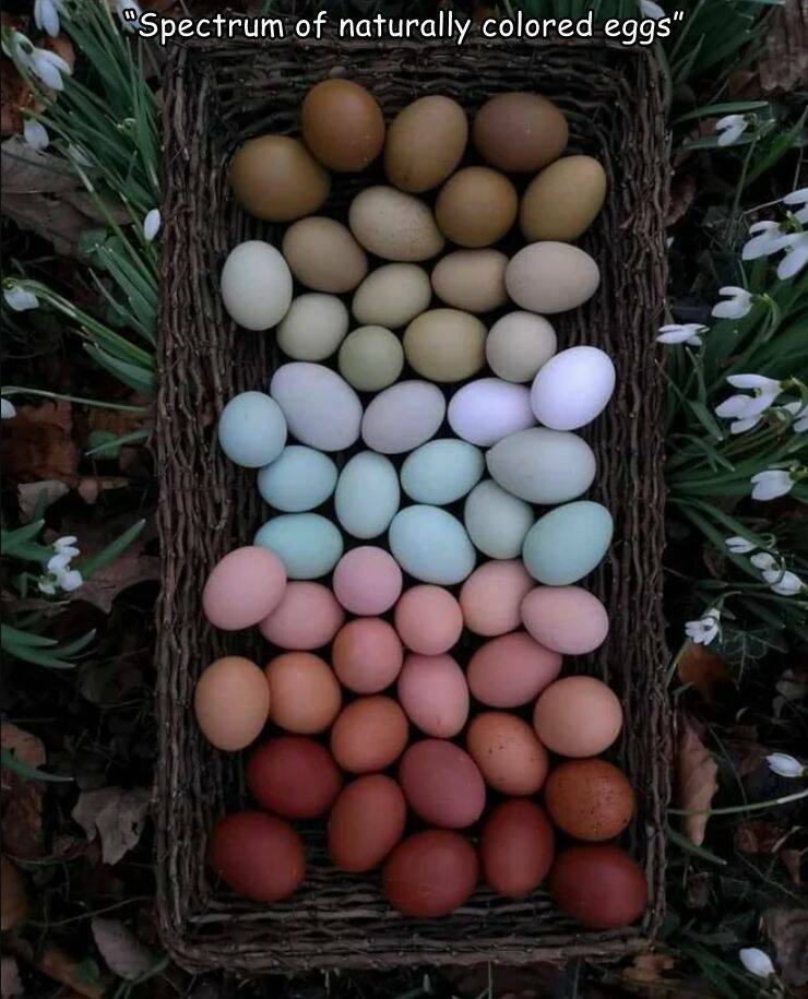 cool random pics - beautiful chicken eggs - "Spectrum of naturally colored eggs"