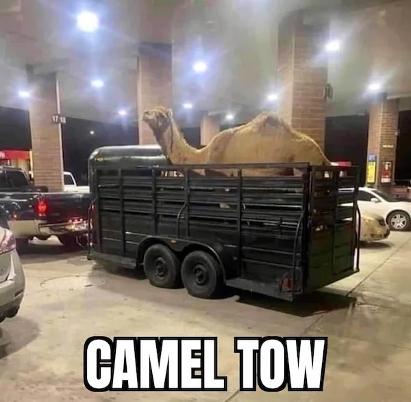 spicy memes - $1400 well spent - 17 18 Camel Tow