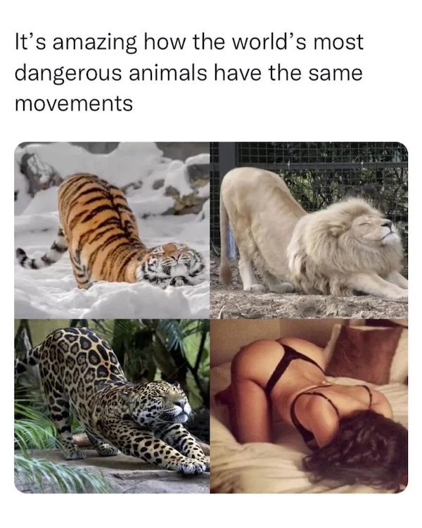 spicy memes - Cat - It's amazing how the world's most dangerous animals have the same movements Smed