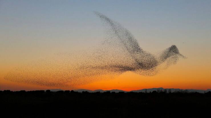 cool pics and funny memes -  murmuration of birds