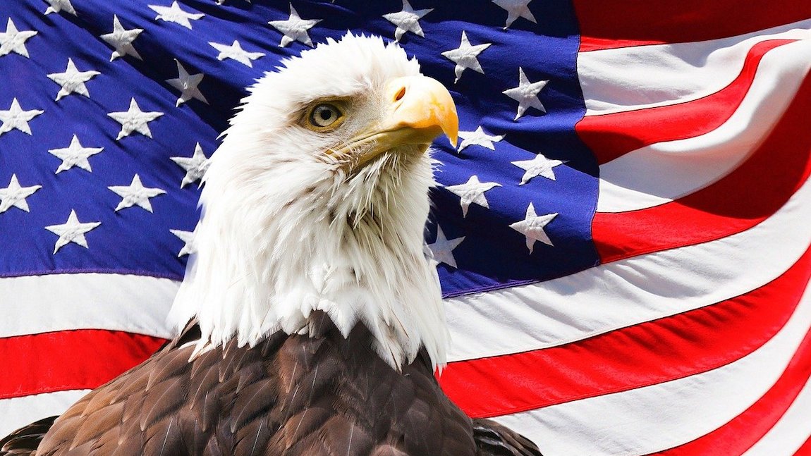 School Reddit Education - american flag bird