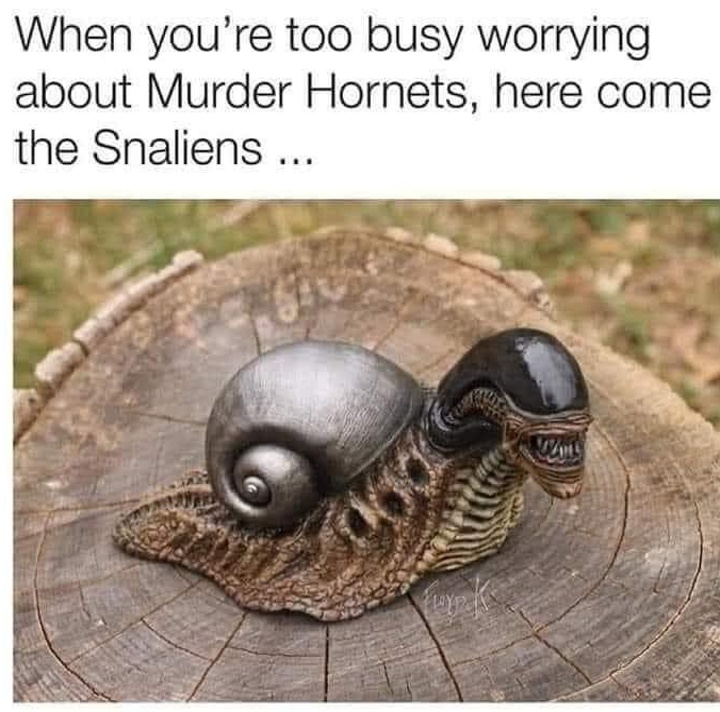 funny memes and pics - aggressive snail - When you're too busy worrying about Murder Hornets, here come the Snaliens ... Floy Pok Cams