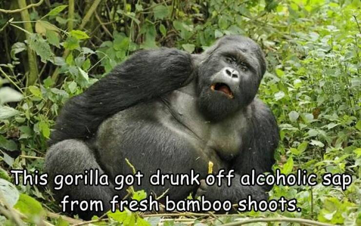 cool random pics - fauna - This gorilla got drunk off alcoholic sap from fresh bambooshoots.