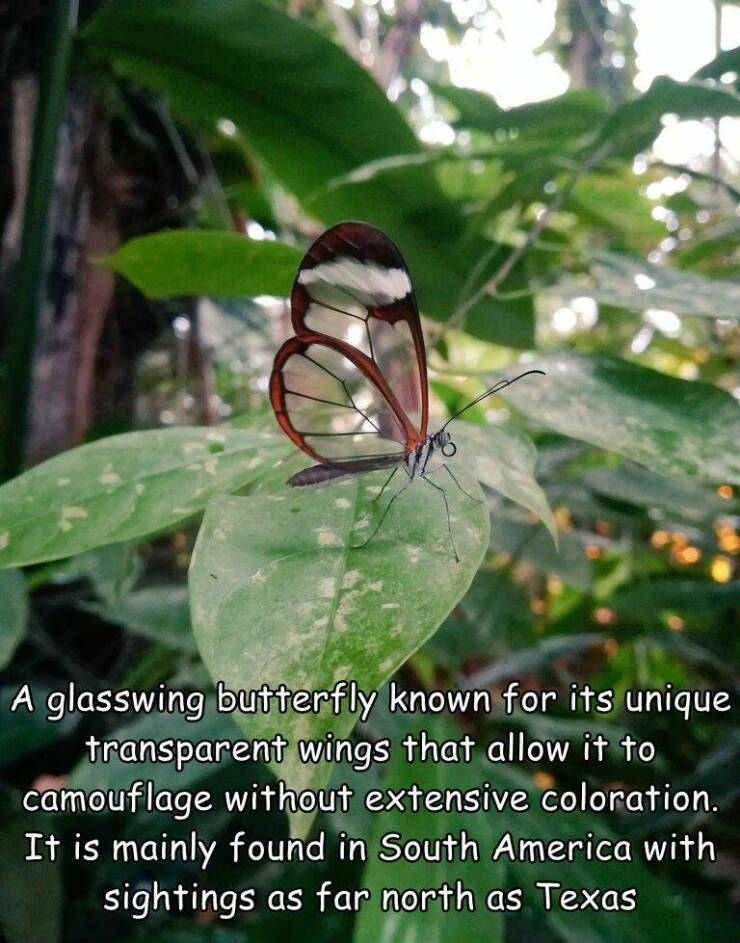 cool random pics - flora - A glasswing butterfly known for its unique transparent wings that allow it to camouflage without extensive coloration. It is mainly found in South America with sightings as far north as Texas