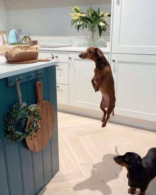 cool random pics - flying dachshund