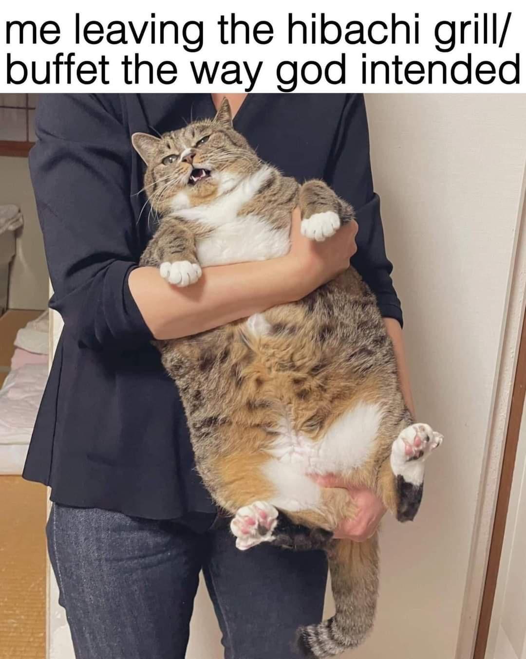 funny memes and pics - cat - me leaving the hibachi grill buffet the way god intended