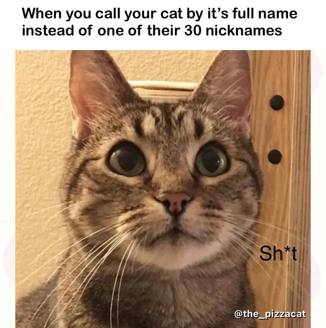 funny memes and pics - fauna - When you call your cat by it's full name instead of one of their 30 nicknames Sht