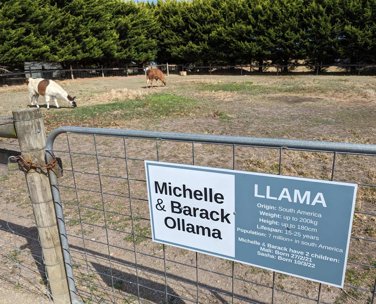 funny memes and pics -  nature reserve - Michelle & Barack Ollama Llama Origin South America Weight up to g Height up to 180cm Lifespan 1525 years Population 7 million in south America Michelle & Barack have 2 children Mali Born 27221 Sasha Born 10322