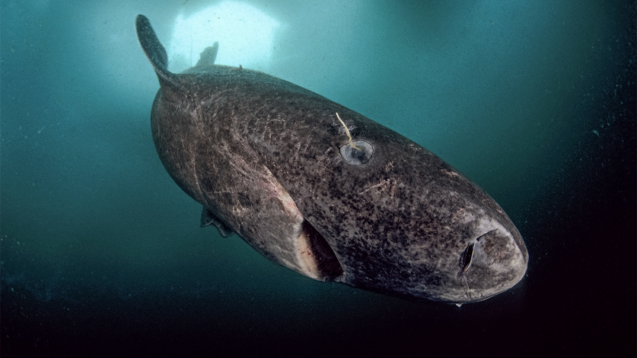 reddit facts - greenland shark 400 years old
