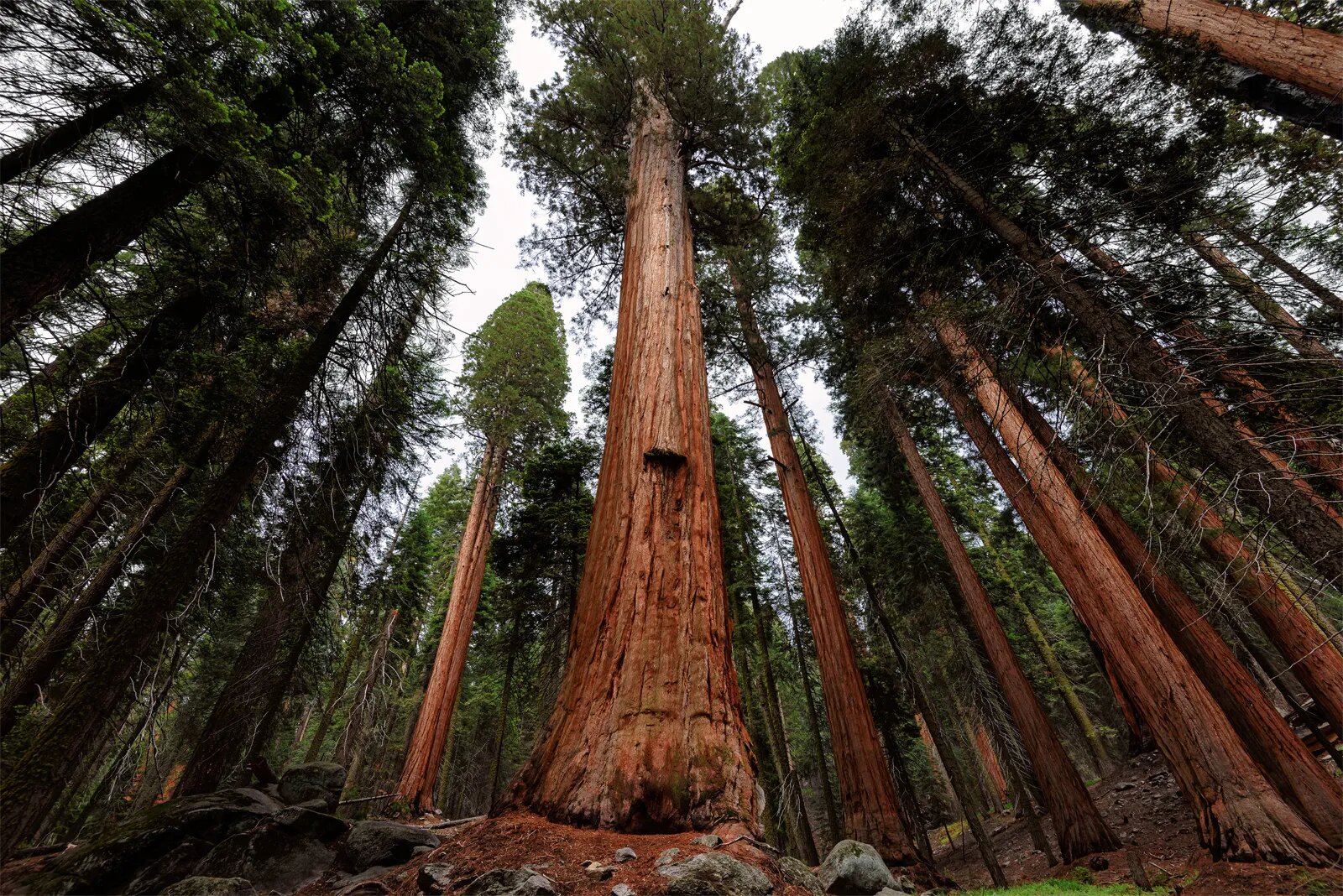 reddit facts - las vegas to redwood forest