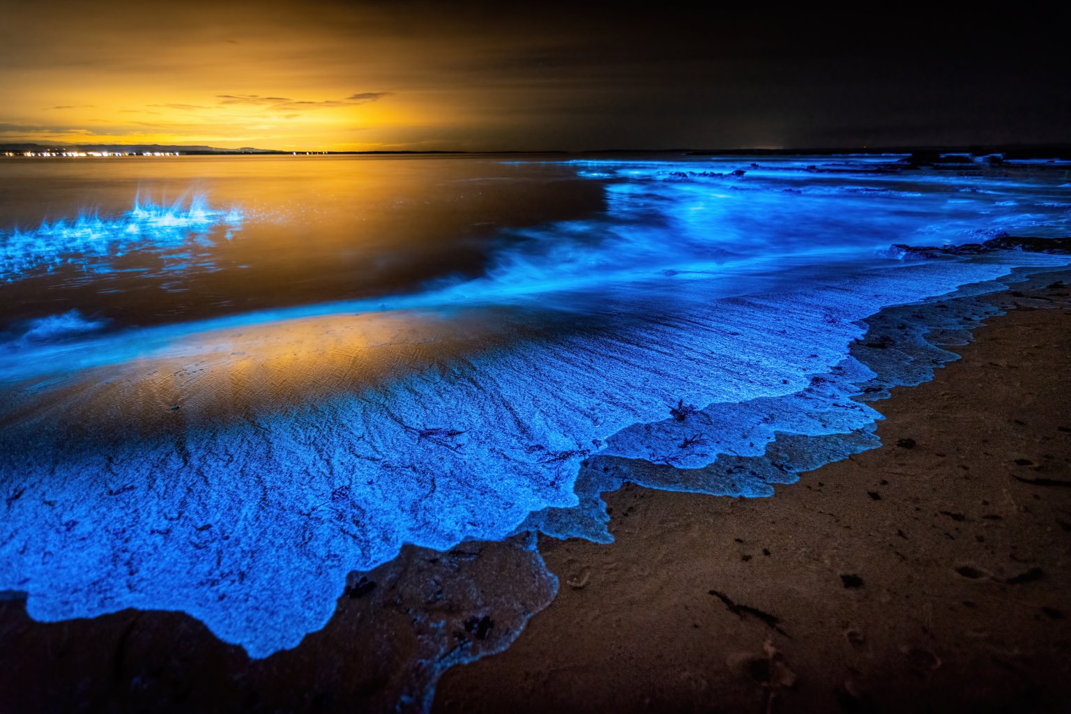 reddit facts - bioluminescent waves