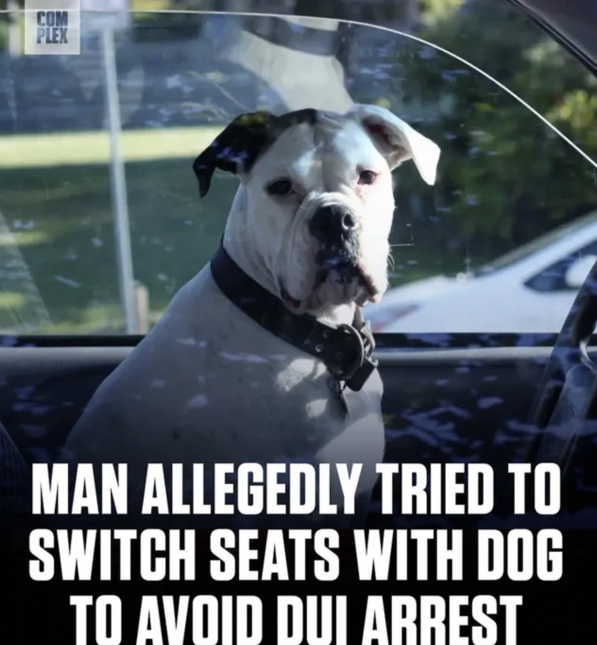 Facepalms - the cloth hall - Com Plex Man Allegedly Tried To Switch Seats With Dog To Avoid Dui Arrest