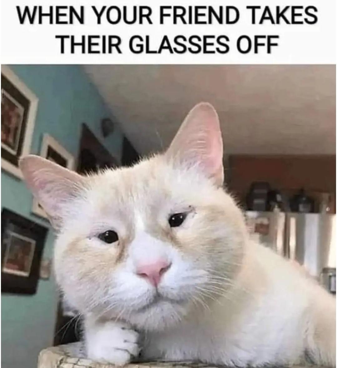 funny memes - cat takes off glasses - When Your Friend Takes Their Glasses Off