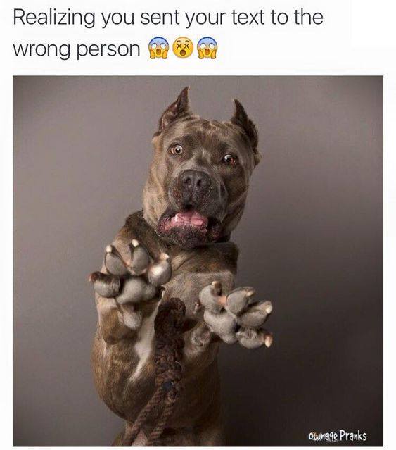 funny memes - horrified dog - Realizing you sent your text to the wrong person Ownage Pranks