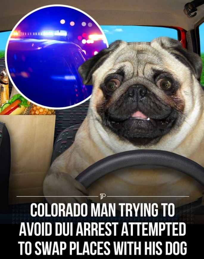 dank memes - pug - P Colorado Man Trying To Avoid Dui Arrest Attempted To Swap Places With His Dog